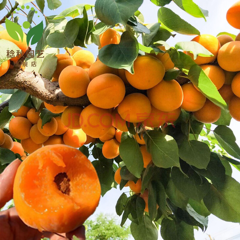 凯特 金太阳杏树苗 大黄杏批发杏树苗 南方北方嫁接龙延杏梅 水果树苗