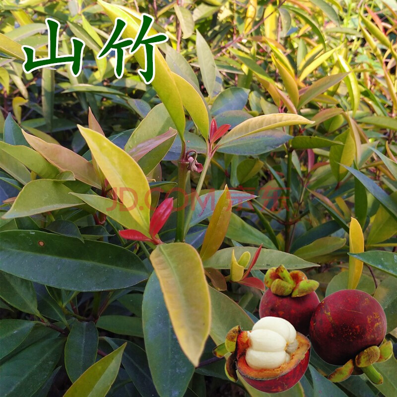 中国哪里适合种植山竹(山桐子种植可行性研究报告)