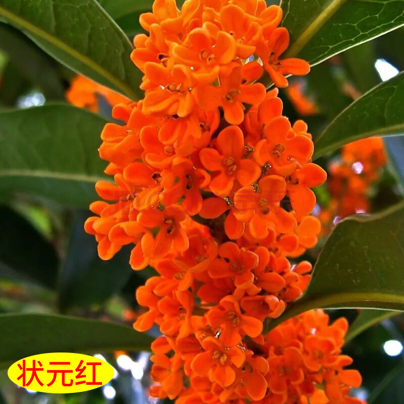 桂花樹金桂地栽大樹丹桂四季桂花濃香型 狀元紅嫁接四年苗當年開花 不