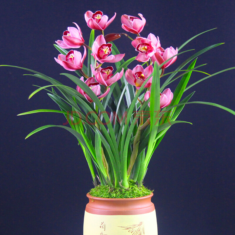 兰花红贵人浓香盆栽室内花卉绿植观花兰草兰花苗 红贵人9苗 不含盆