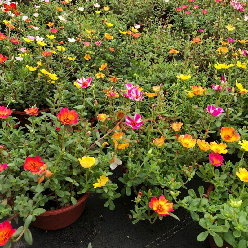 重瓣太陽花盆栽 苗帶花苞花期長的花開不斷庭院花園耐熱植物陽臺 太陽