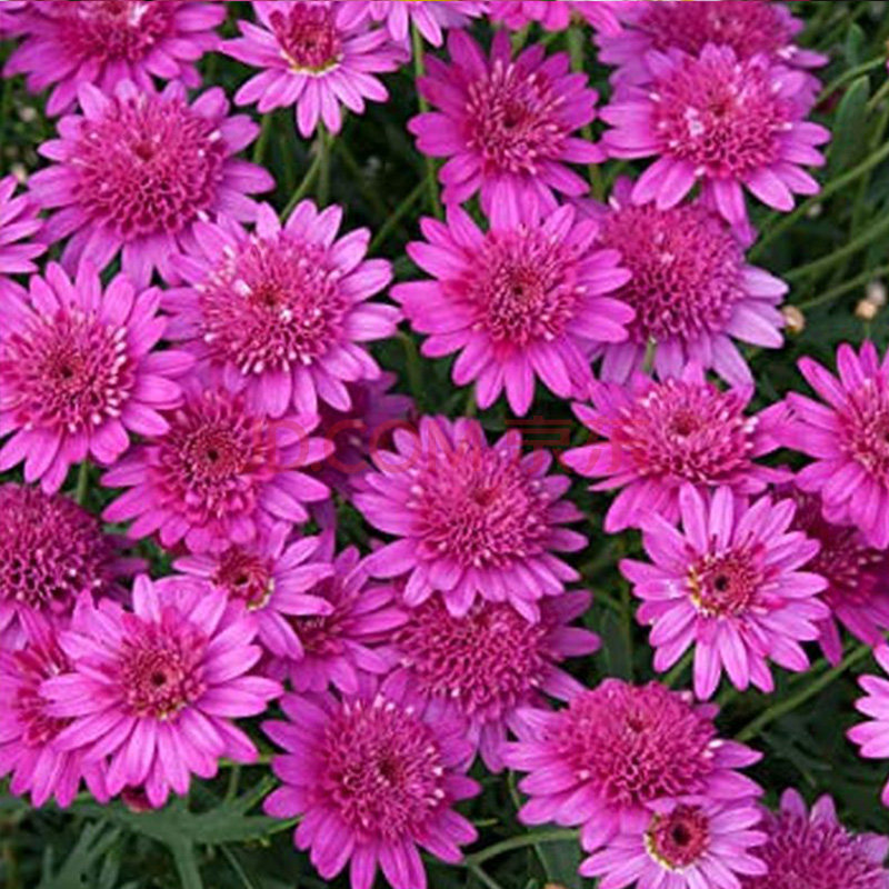 2加仑玛格丽特(玫红草莓心)带花苞 不含盆