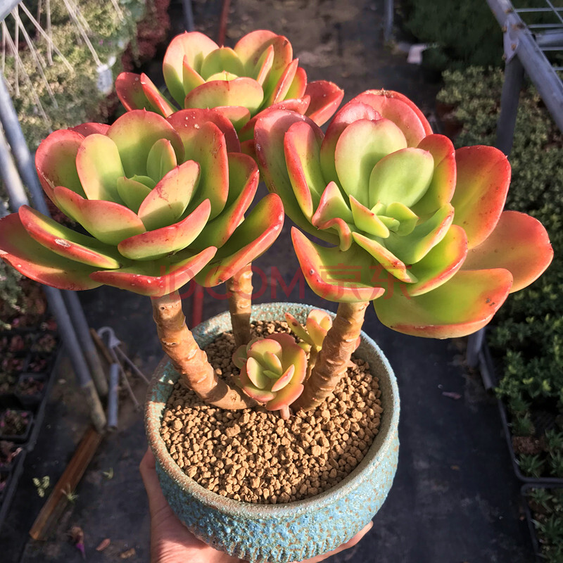 多肉植物超大老桩红梅带盆栽好稀有室内阳台花卉绿植盆景花 简易塑料