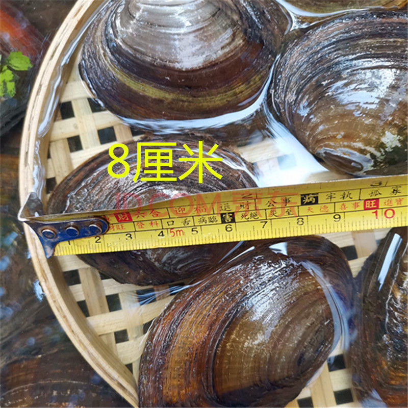 河蚌新鲜活体 食用河蚌野生蛤蜊河蚌肉河蚌苗海巴子带壳3只欧因 6/10