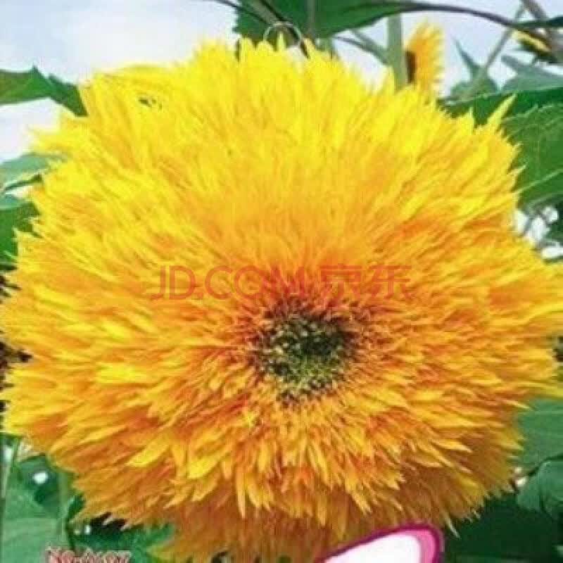 向日葵喜洋洋100粒送盆土肥 含盆