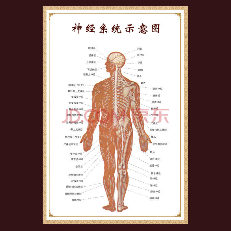 人體經絡穴位圖大掛圖中醫養生海報宣傳畫更多詳情頁挑選備註 神經