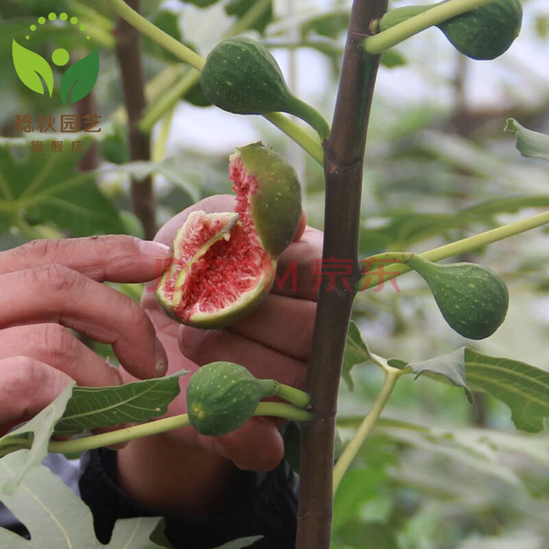 無花果樹果苗特大四季盆栽地栽波姬紅無花果樹苗當年結果苗 青皮 10年