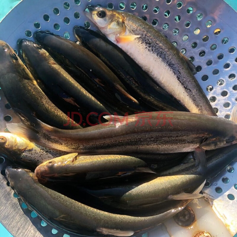 【铭心旗舰店】东北江柳根 柳根鱼 净重 划算3斤装