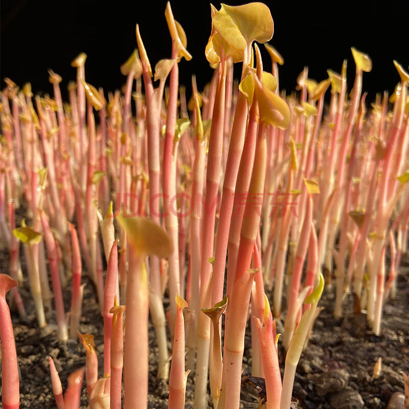 折耳根嫩芽 鱼腥草尖 新鲜节节根嫩苗 当季四川特产蔬菜 3斤