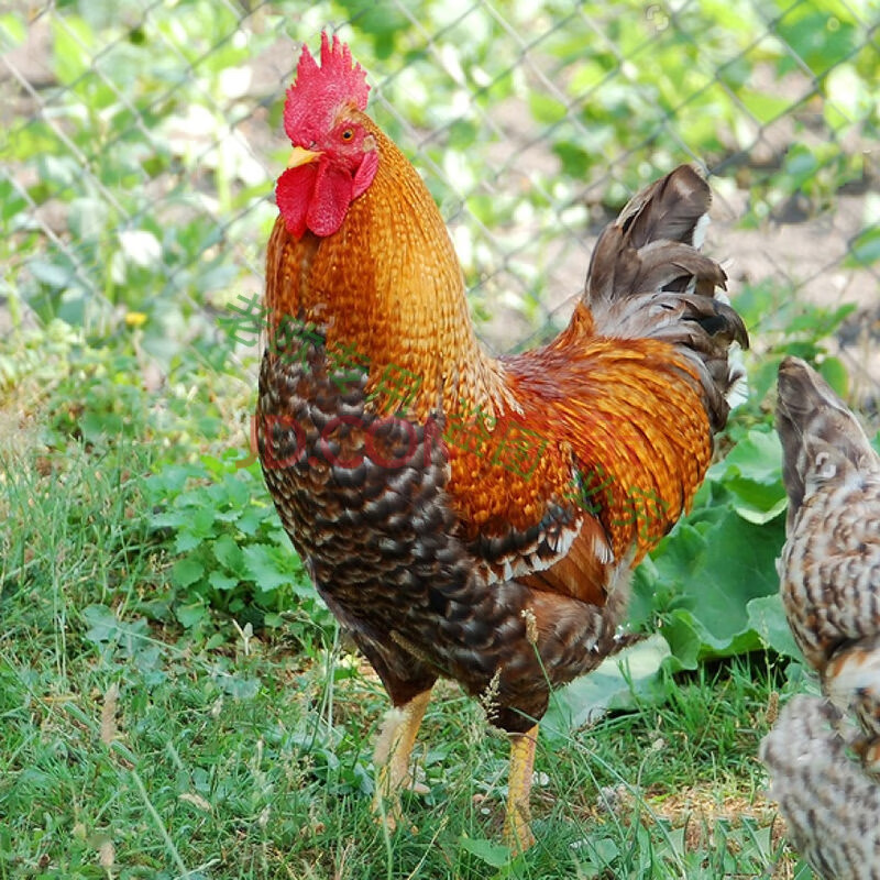 大红公鸡活鸡金芦花鸡三白纯白公鸡打鸣种鸡活苗 金芦花公鸡(3斤左右)