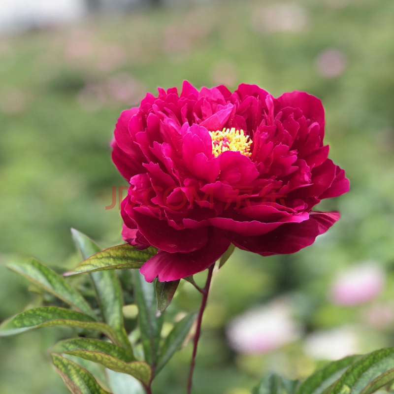 芍药花苗重瓣根块进口多年生耐寒盆栽庭院阳台当年开花隆鼎 铁杆紫5-7