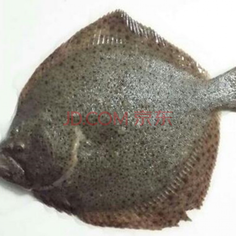 深海多寶魚鮮活冷凍 比目魚 偏口魚八寶魚 新鮮海鮮水產火鍋食材 5兩