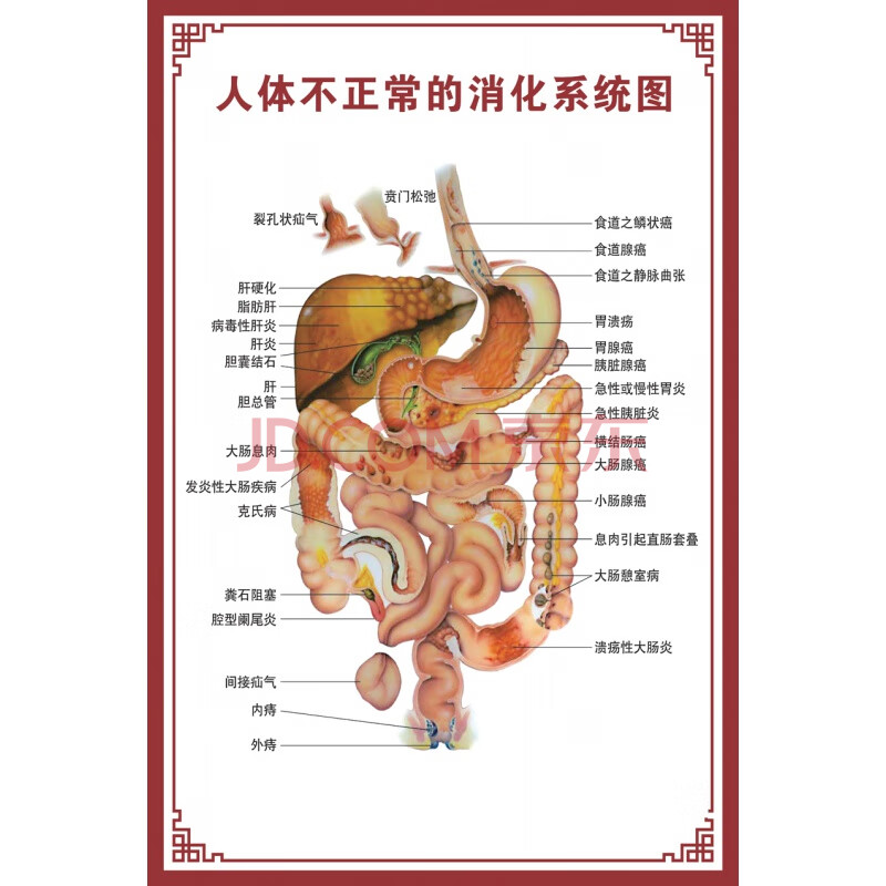 人體肌肉掛圖 人體內臟解剖示意圖醫學骨骼肌肉器官血管血液結構圖