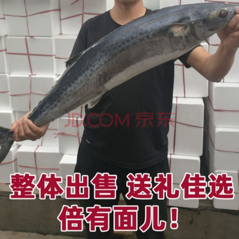 悅芳華旗艦店 【5-20斤大鮁魚】大鮁魚 鮁魚新鮮冷凍 馬鮫魚 燕鮁