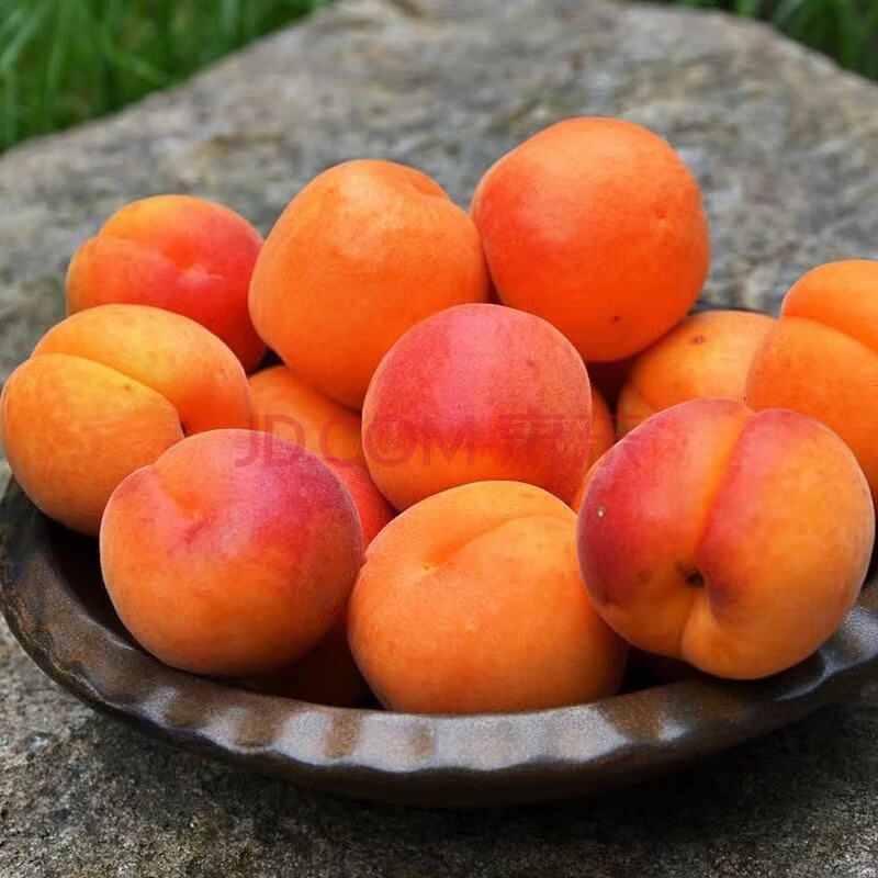 陕西贵妃胭脂大红杏酸甜新鲜现摘应季水果 1斤精选大果(不划算)