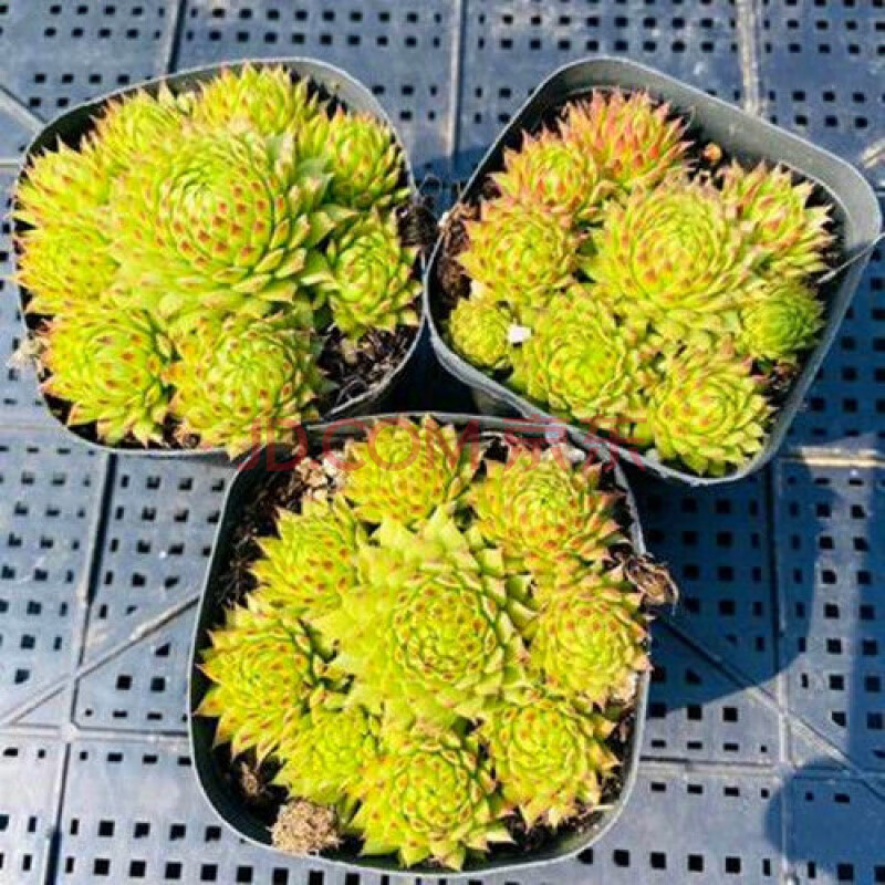 复活节彩蛋 长生草系多头群生多肉植物盆栽绿植花卉吸甲醛 复活节彩蛋