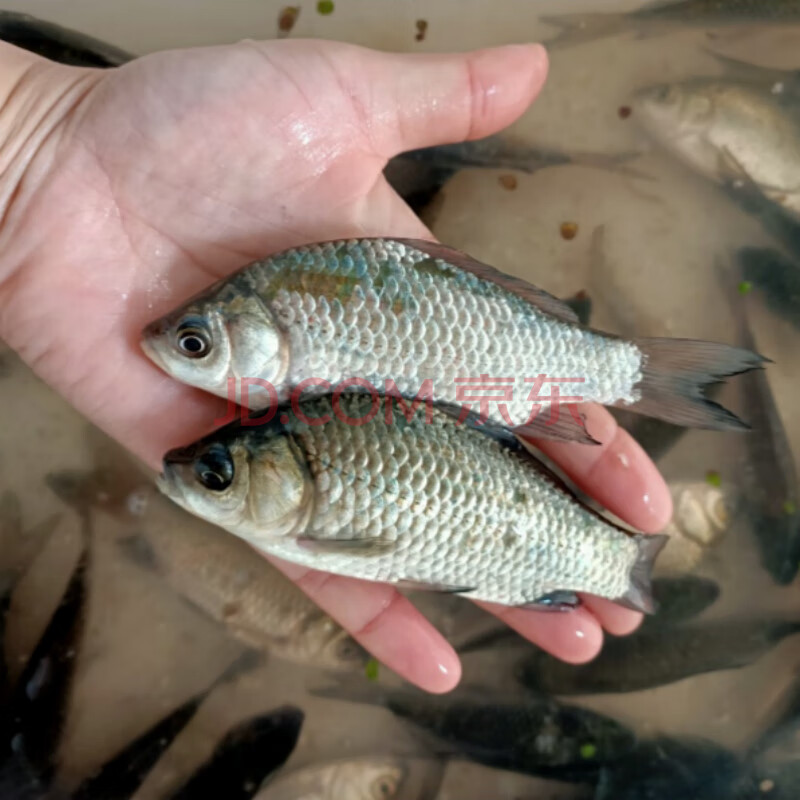 蘇北興化原生態鯽魚小河魚新鮮鯽魚淡水鯽魚刁子魚小雜魚 2斤