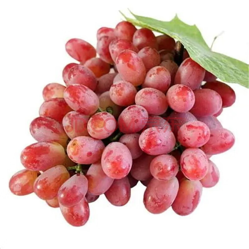 红艳天红提新鲜水果提子孕妇水果葡萄2/3/4斤 2斤