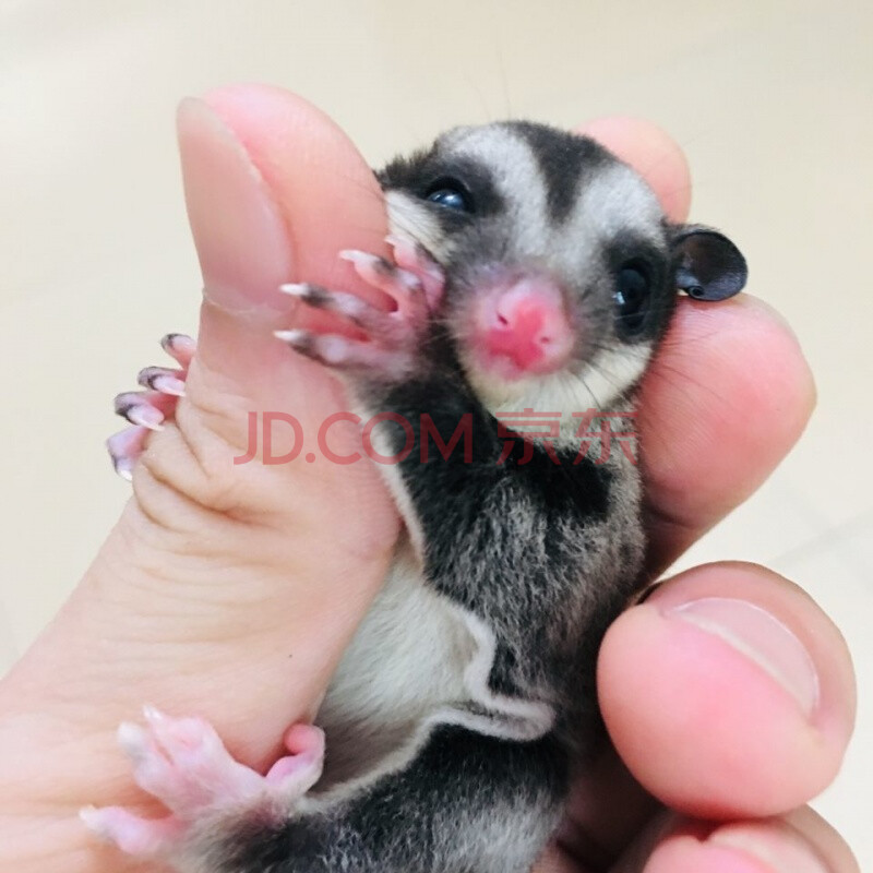 荣郁 蜜袋鼯活体小飞鼠幼崽蜜袋鼬幼崽口袋小飞鼠白脸纯白马赛克蜜袋