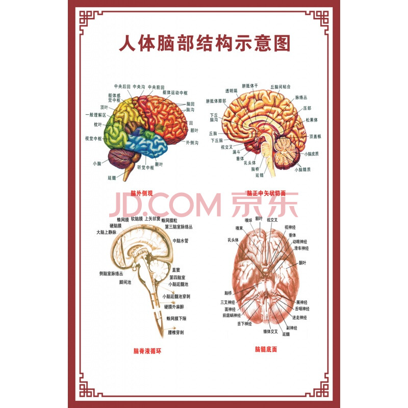 【新品】人體骨骼圖大掛圖器官示意圖內臟結構圖穴位圖人體肌肉解剖圖