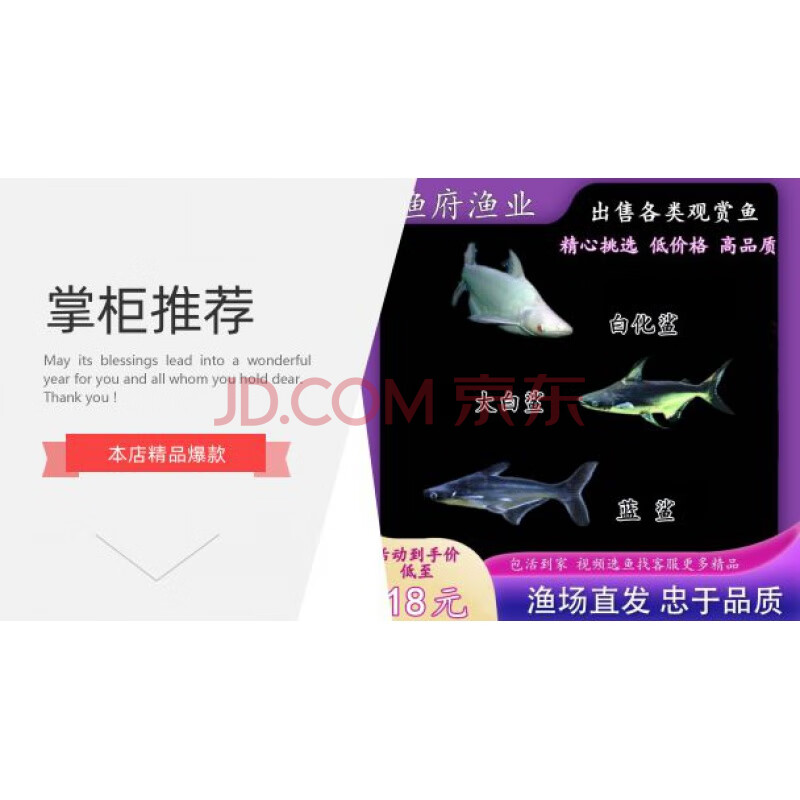 魚活魚鯊魚活體大白虎頭鯊成吉思汗鯊藍鯊中大型熱帶魚苗 13-15白化鯊