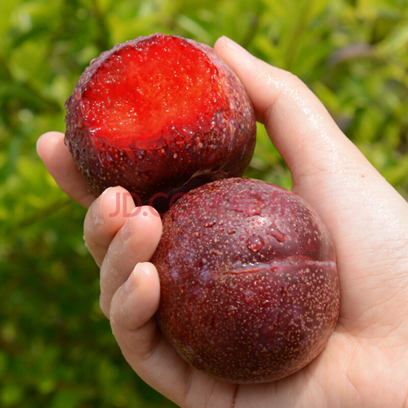 凤凰李新鲜大果血丝李红心李子孕妇水果 2斤装【 分享装】