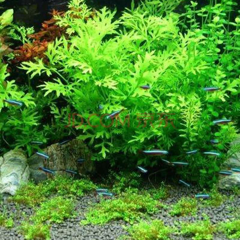 美人雾 坨草陀草真水草活体坨草 鱼缸水草泥 活水草 小鱼缸造景 水
