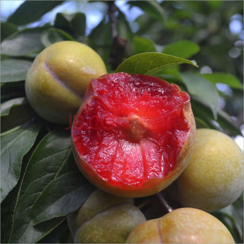 现货现摘广东信宜钱排三华李当季红肉李子红心李孕妇新鲜李子水果