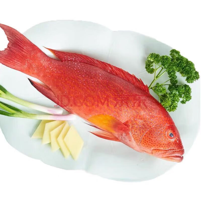 新鲜冷冻东星斑石斑鱼 低温冷冻燕尾斑 鲜嫩 550g