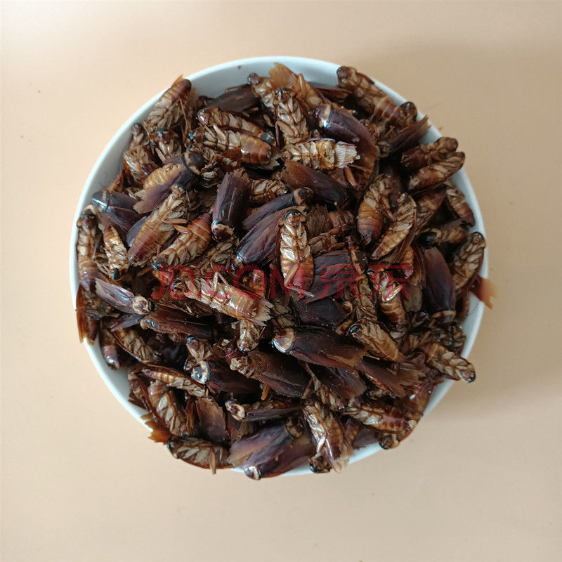 蟑螂干中药材美洲大蠊干蟑螂金龙鱼饲料蟑螂粉精粉家用 蟑螂干250克