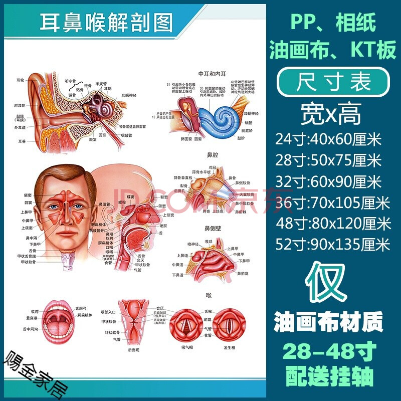 骨骼结构图神经肌肉五脏六腑淋巴示意解刨器官挂图 人体耳鼻喉解剖图