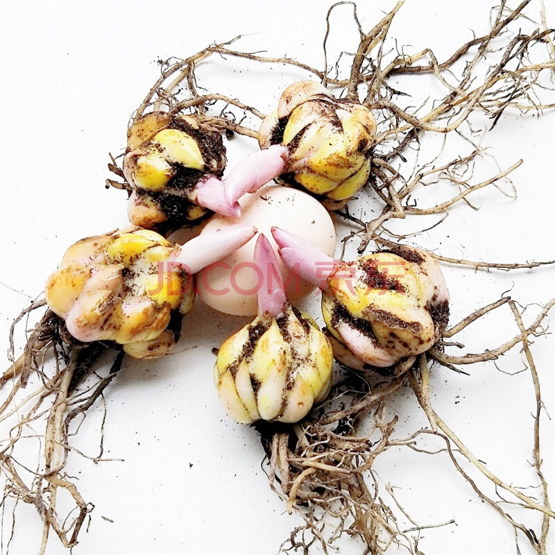 香水百合种球重瓣大球花卉种子百合花苗绿植盆栽d9 混色3球装【品种