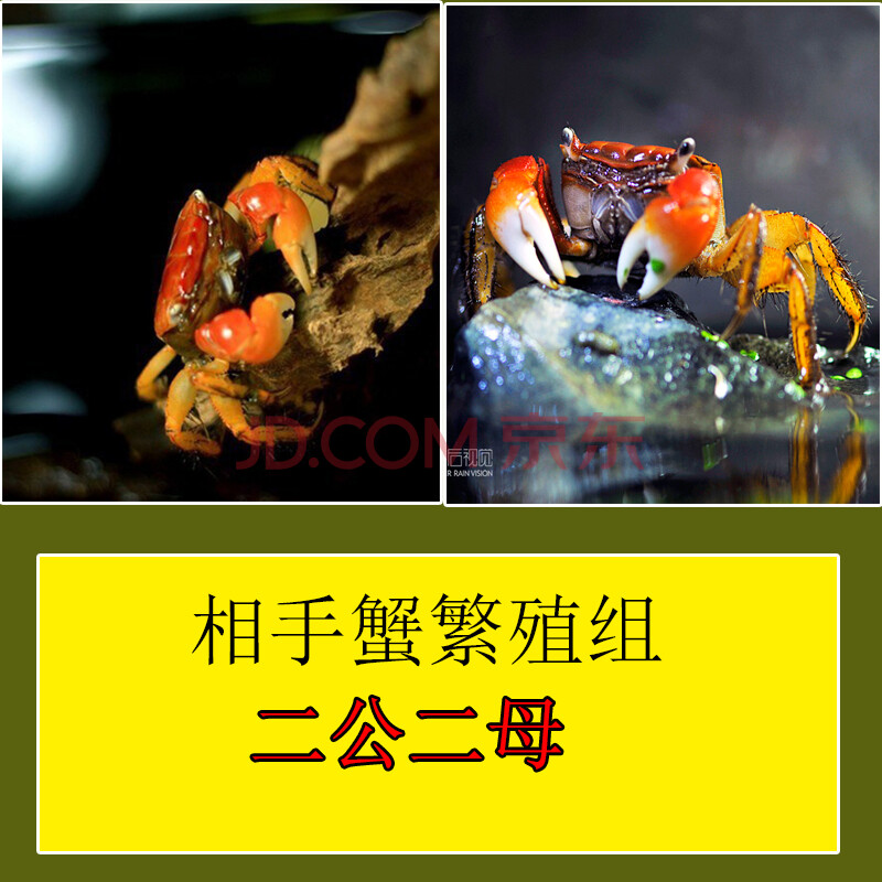 相手蟹繁殖组2对【图片 价格 品牌 报价】-京东