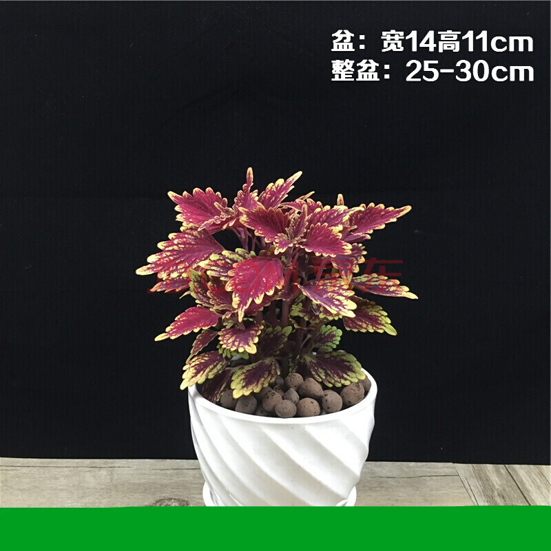 五彩苏红叶彩叶草花植物观叶花卉盆栽好养 彩叶草 纯白盆 带盆栽好