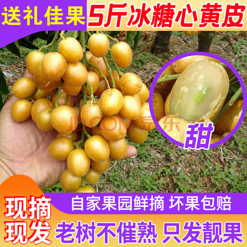 【當天發貨】鬱南特產新鮮黃皮雞心黃皮果冰糖心酸甜現摘廣東孕婦水果