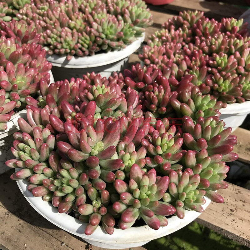 红色浆果虹之玉锦果冻乙女心萌多肉植物盆栽阳台楼顶花园装饰入门