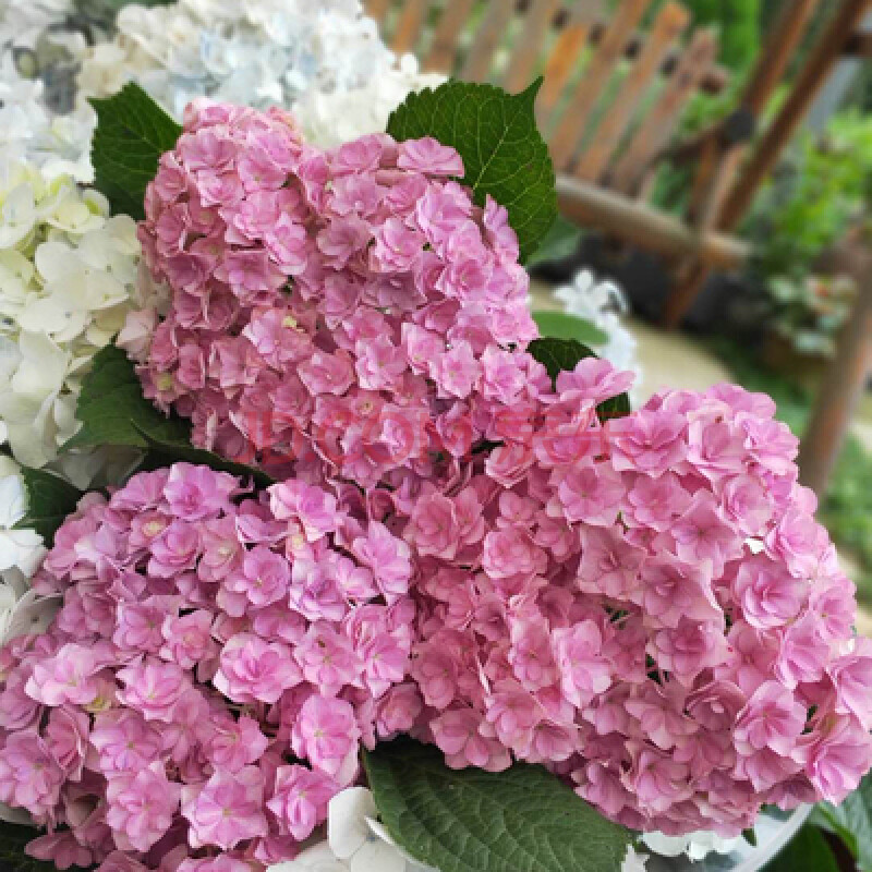 繡球花盆栽苗庭院花卉無盡夏爆米花佳澄無盡夏耐寒好養易栽活 太陽