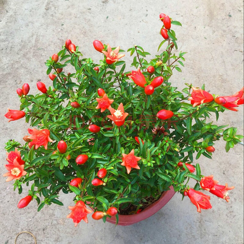 石榴花盆栽观赏果树苗 石榴盆景 重瓣花石榴树苗 室内盆景四季开花