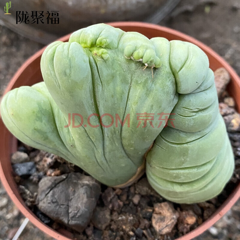 园艺仙人球先生 成程柱jj柱 绿竹 稀有仙人柱 趣味多肉植物 成程柱