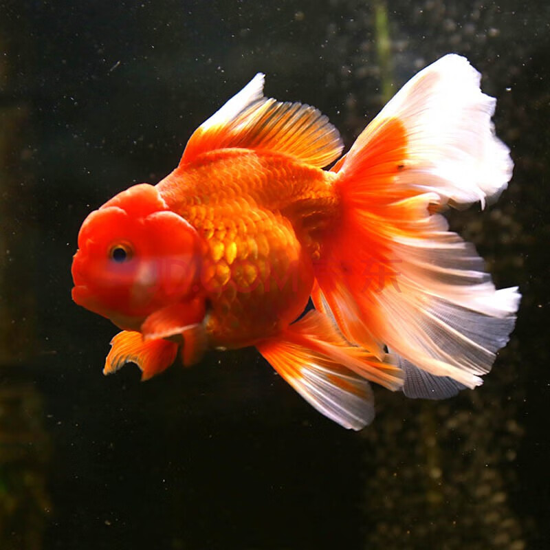 活体宠物 云峰海瑞 听白阁 鱼官儿 青青自然 华狄(pethuadi) sqianpet