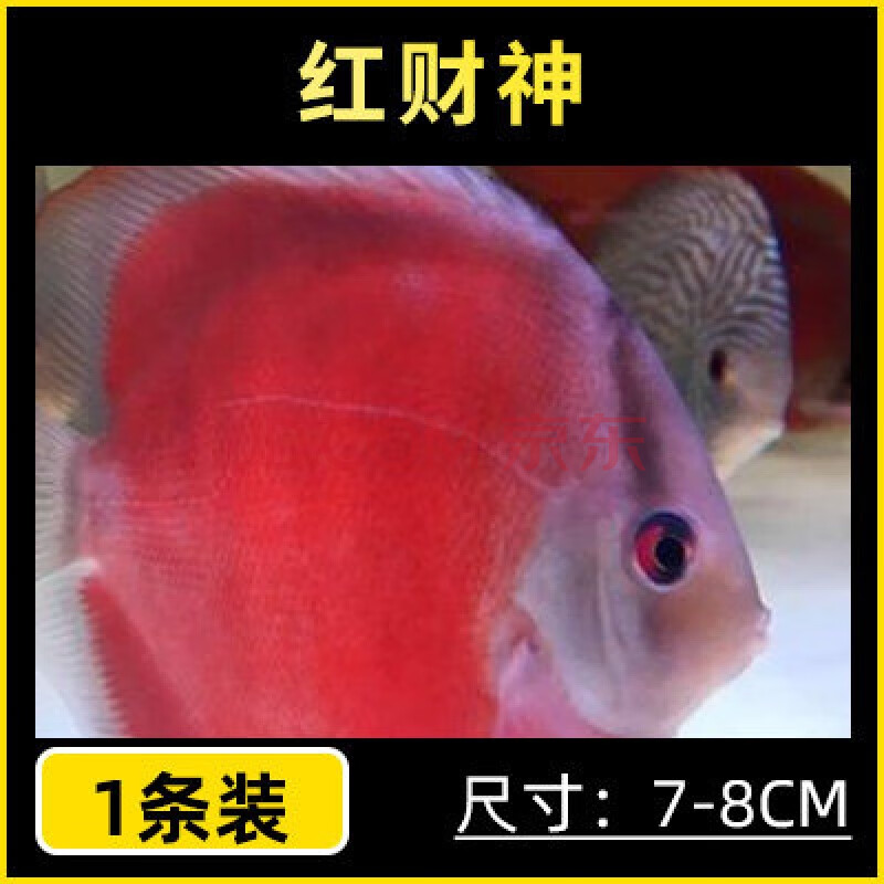 順豐發貨阿蓮卡紅財神蓋子紅野血松石七彩神仙魚熱帶魚南美觀賞魚水