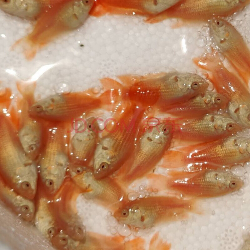 白化红叉2-3cm 买2送1共3条