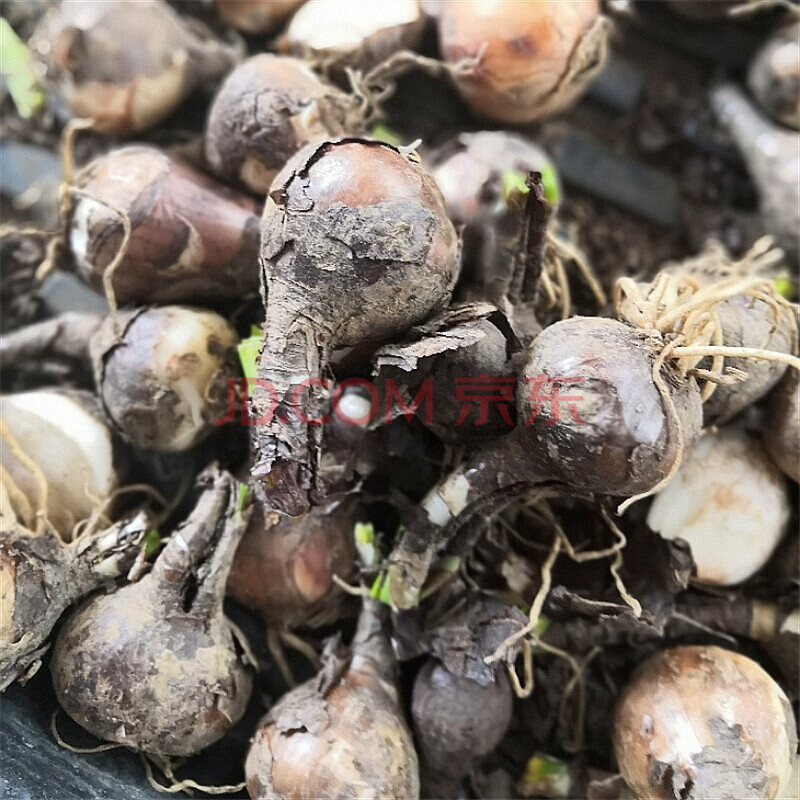 彼岸花种球石蒜曼陀罗曼珠沙华彼岸花种籽仔室内阳台盆栽花卉种子 混