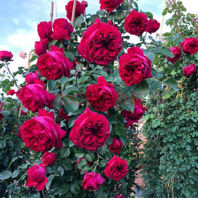 爬藤月季花苗 蔷薇花苗 藤本月季花苗 大花欧月四季长开花藤玫瑰花苗