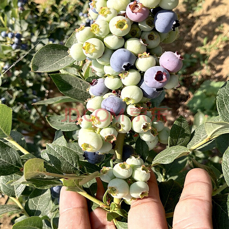 藍莓苗藍莓樹苗盆栽地栽藍梅樹當年結果奧尼爾藍莓南方北方果兔眼藍莓