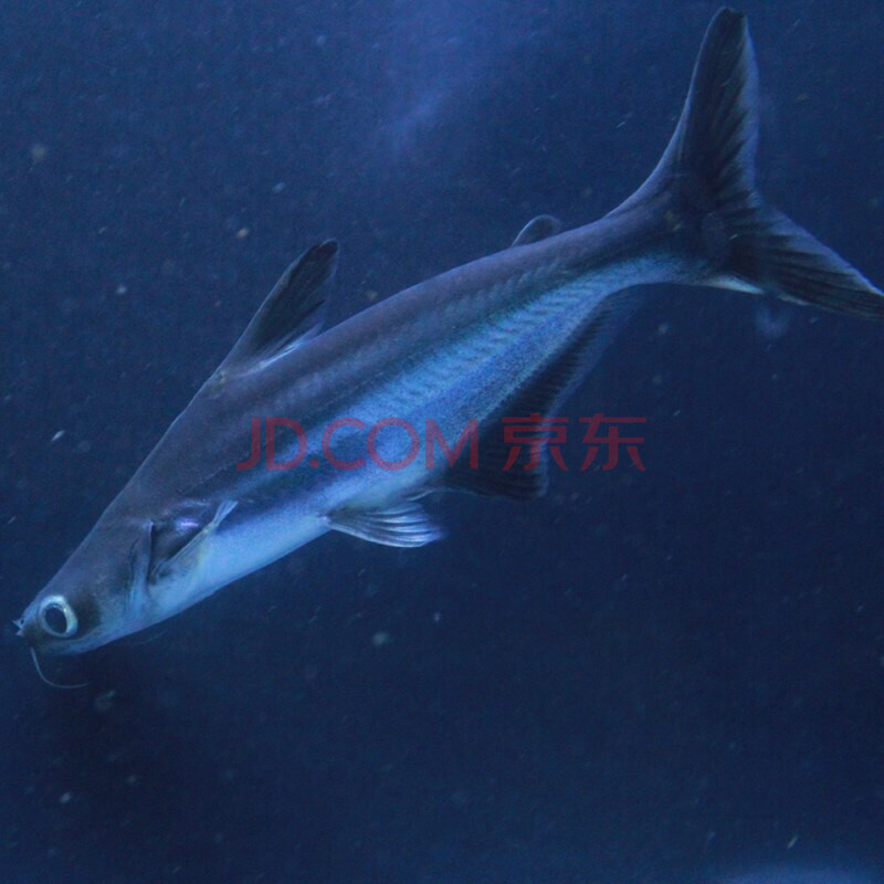 boussac淡水鯊魚成吉思汗鯊小藍鯊白化鯊大白鯊虎鯊兇猛魚熱帶魚銀龍