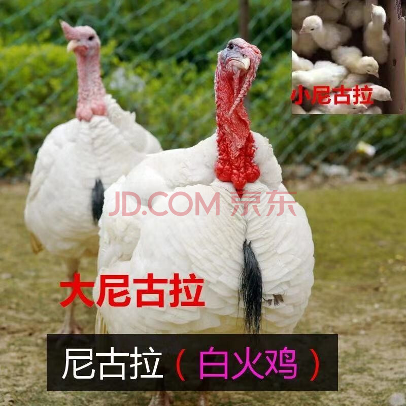 大半斤1斤特大苗大火鸡活苗活物包活 尼古拉3斤左右【2只】 公母备注