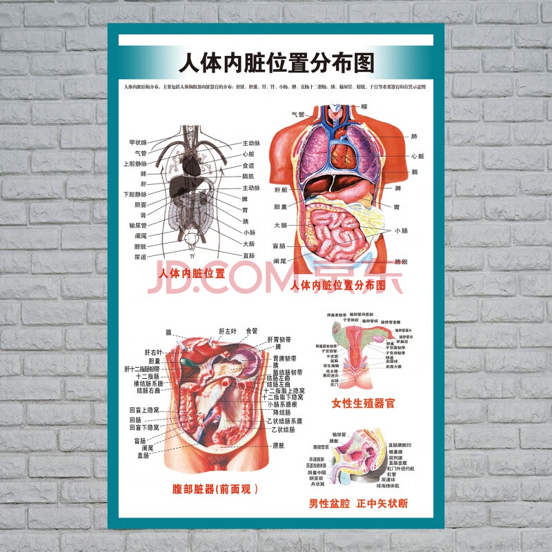 合体解剖结构图图片