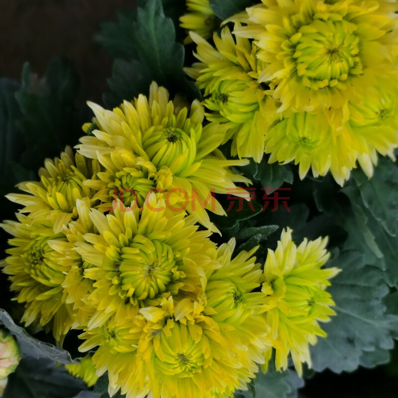 菊花盆栽帶花苞千頭菊花苗球菊室內庭院花卉綠植四季菊花當年開花