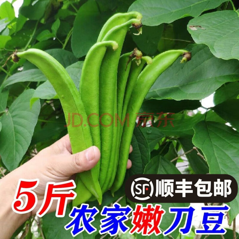 农家自种刀豆 新鲜现摘蔬菜 刀豆新鲜刀豆 生刀豆 刀把豆 1斤